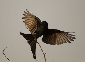 drongo